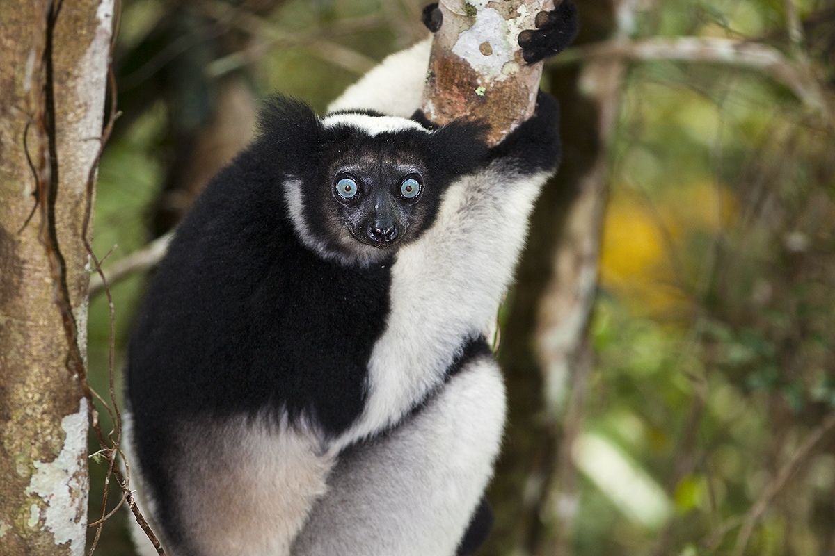 Indri - park Andasibe-Mantadia